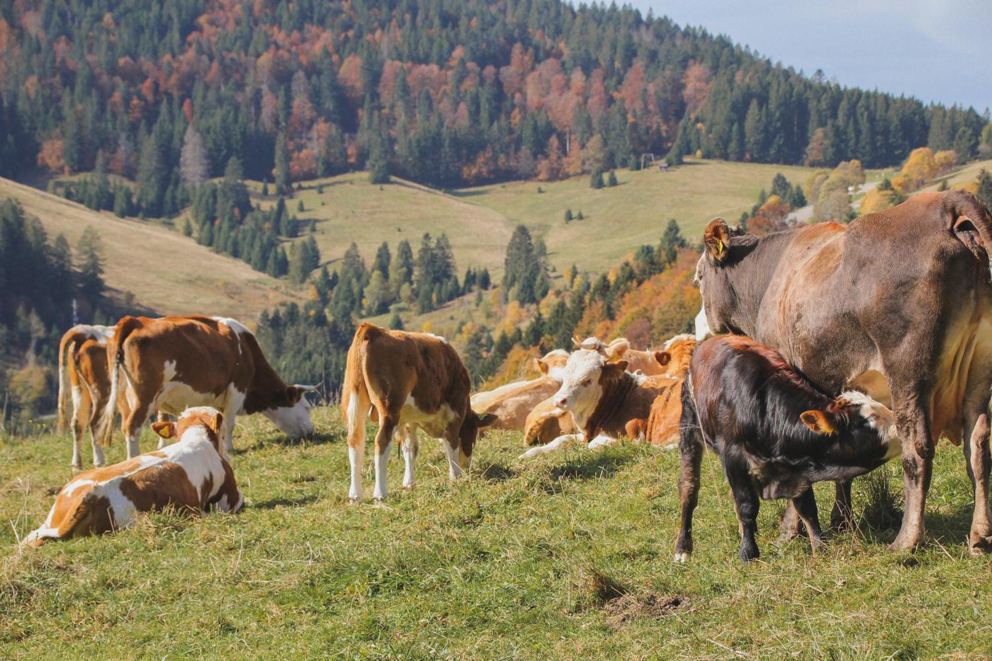 Hotel Schwarzwald-Resort Roessle Todtmoos Exteriér fotografie
